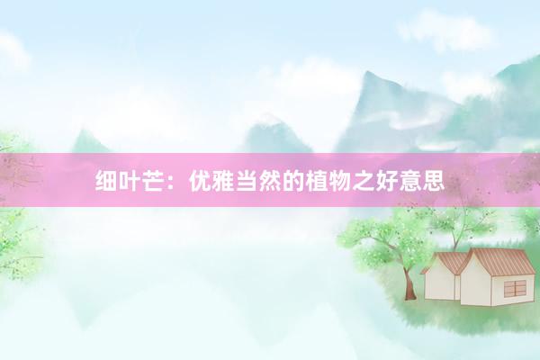 细叶芒：优雅当然的植物之好意思